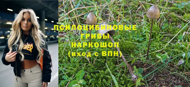 как найти закладки  Навашино  Галлюциногенные грибы Magic Shrooms 